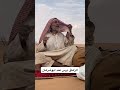 الشرعان تاريخ في الفلك 