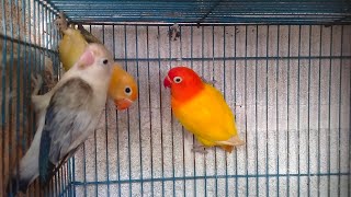 🕊️🦜relaxation, stress reliever_makes the soul peaceful with the natural sounds of lovebird💤💤😴😴 by Relax the sound lovebird 199 views 2 months ago 2 hours, 55 minutes