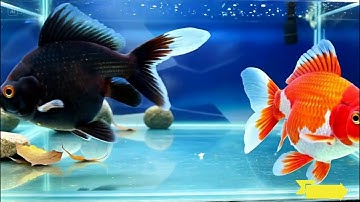 Video tổng hợp cá cảnh đẹp, vịt, cá trê, cá nóc, cá bảy màu