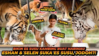ES SUSU UNTUK HARIMAU DI BULAN PUASA ! SELEN GA BERENTI JILATIN ES SUSU SAKING SUKANYA !!