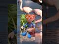 Blippi Talks about Flamingos! #toddlerlearning #blippi #zooanimals #flamingo #playoutside