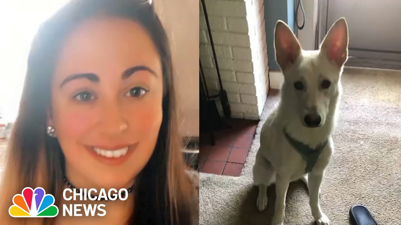 Deadly dog attack Woman injured, Husky killed when pack of dogs attack