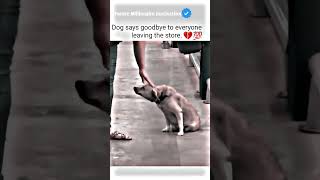 Dog says goodbye..?? motivational status motivation whatsappstatus youtube attitude