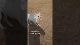 #jindodog #강아지 #반려견 #유기견 #진도 #임보 #입양홍보 #lckd #cutedog #진돗개 #dogrescue