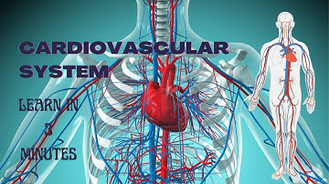 Cardiovascular System | Functions of Heart | Blood Flow through the Heart | Human Anatomy
