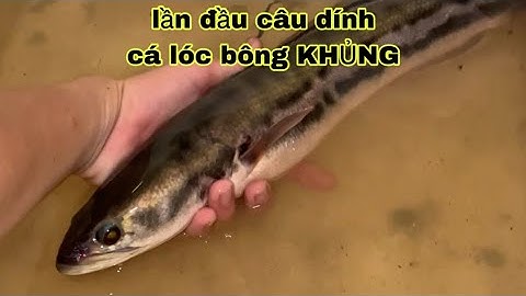 lần đầu câu dính cá lóc bông size KHỦNG / Bảo pet