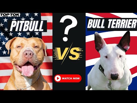 Video: I Pitbull sono individui e non una razza