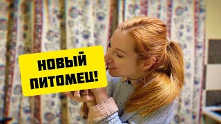 РАСПАКОВКА НОВОЙ МОРСКОЙ СВИНКИ 🤩 Прощай, Валик 🥺 SvinkiShow