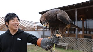 ２ｍの巨大ワシの飛行訓練が凄過ぎた・・・！