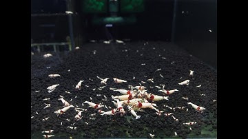 Hé lộ bí kíp thần kỳ giúp bạn setup hồ tép " Bất tử "