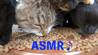 【ASMR】猫たちのカリカリ音♪The Pleasant Chewing Sounds of Cats