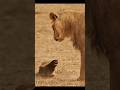 Honey Badger ITNA Khatarnak kyon Hai. #shortfed #viralfact