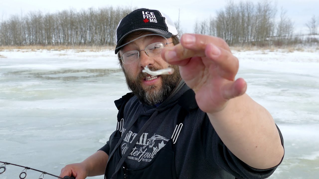 Maggots vs Worms: Baits for Ice Fishing Trout 