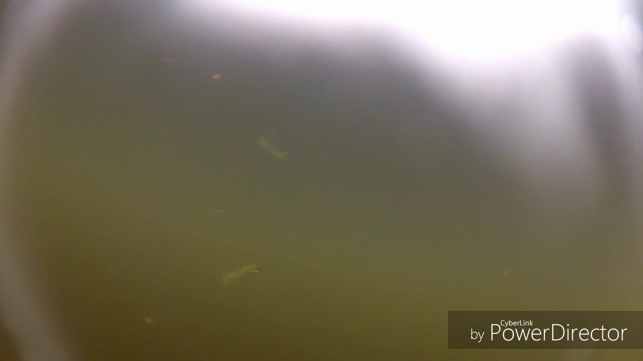 Razor Edge Lures Brawler Baits Fatboy Swim Green Apple