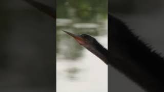 #Anhinga&#39;s #epic  #wing  spread #victory  #pose  after #fishing #feast ! The graceful spearfisher