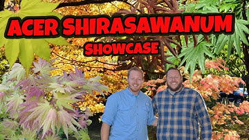 Full Moon Japanese Maples Part 1 | Acer Shirasawanum Saturday Showcase |