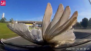 Bird Hits Windshield at High speed || ViralHog