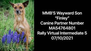 Finley AKC Rally Intermediate Virtual 5 by Pup to Perfection 142 views 2 years ago 1 minute, 28 seconds