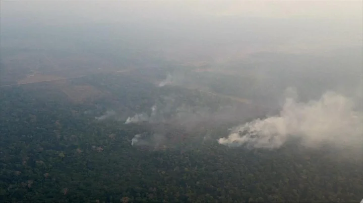 What you can do to help as wildfires ravage the Amazon rainforest