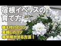 宿根イベリスの育て方 切り戻しの時期 冬場から1年の管理 植え替えの注意点など