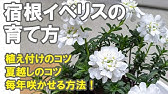 イベリスブライダルブーケ花後の切り戻しのしかたギャザリングの作り方 花ズバっ 184旬の花とその使いかた紹介 花創人ガーデニング教室 Youtube