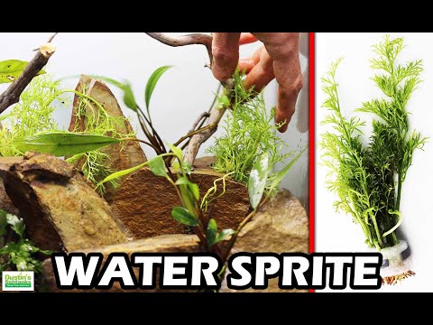 Vidéo: Water Sprite Plant Info - Comment faire pousser des sprites d'eau dans les aquariums