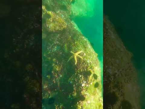 Starfish and the