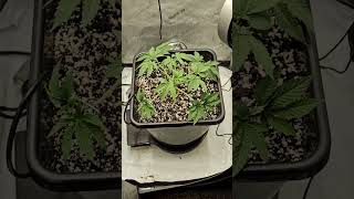 2x2 FastBuds Z43 Week 5 From Seed