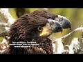 El milagro de la Naturaleza  (Sr. Norte&DNF) Águila Calva. Parte II y final)