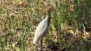 A Little Outing In Our Mango Garden