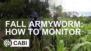 Fall Armyworm: How to Monitor