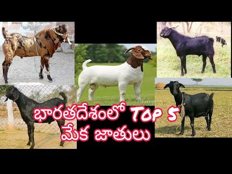 భారతదేశంలో Top 5 మేక జాతులు Goat  Farming