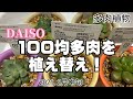 お手頃なダイソー多肉を購入しました