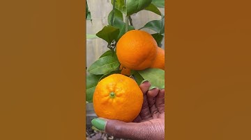 Growing citrus trees in containers: Our first mandarin orange #shorts #garden #gardener