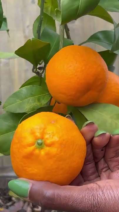 Growing citrus trees in containers: Our first mandarin orange #shorts #garden #gardener