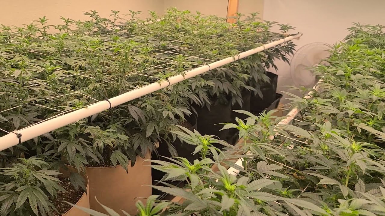 all gas og and gdp week 1 flower