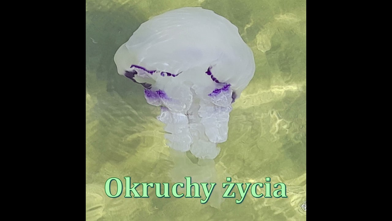 I w PRL bywało wesoło