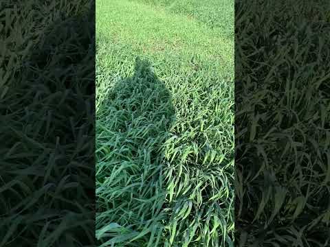 لو زارع قمح سخا ٩٥