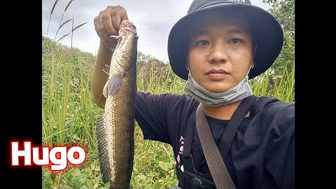 Câu Lure cá lóc 2 ngày | kéo Hugo sướng tay | Quang Hưng Vlog