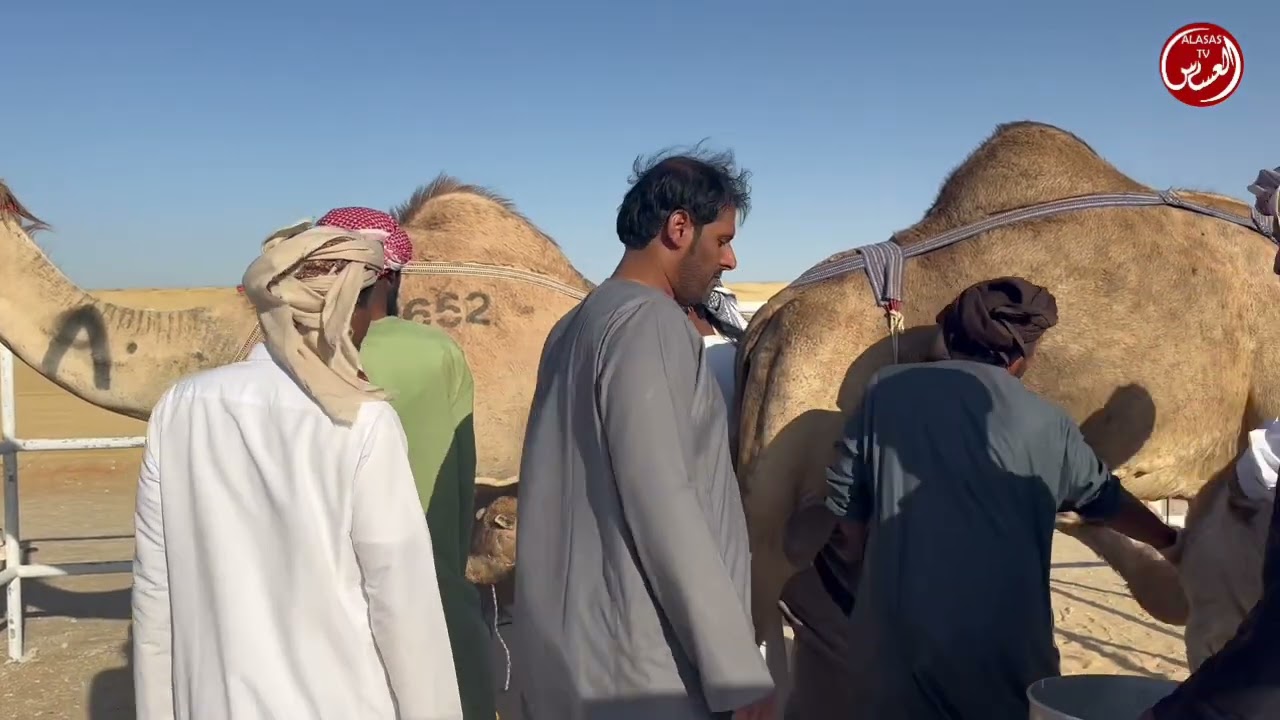 مهرجان الظفره مسابقة المحالب اليوم الاول