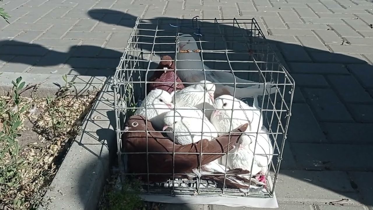 птичий рынок Кишинева