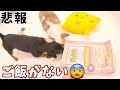 ピンチ！今夜食べるものがないワンコ達を救いたい