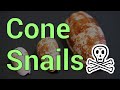 All About Cone Snails - Beautiful & Deadly Predators Better Left Alone