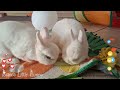 Bianca Mangia Tranquilla… Poi Arriva Neve 🐰🥬🎧