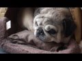 パグ、初めての湯たんぽ！パグにレンジでゆたぽんをあげてみた！Pug