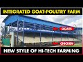 Integrated goat and chicken farming  poultry farming and goat farming together  integrated farming