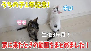 うちの子1年記念日チロとモモの子猫動画まとめ