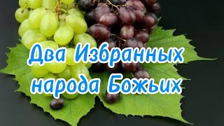 Два Избранных народа Божьих (...соберут Избранных Его. Матфея 24)