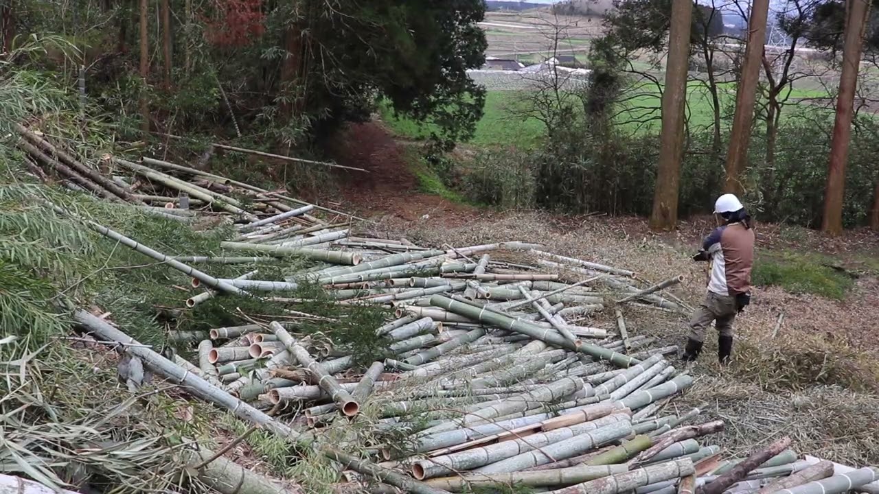 伐採した竹約100本　 Smashing Bamboo to Pieces] The Most Powerful Bamboo Demolition