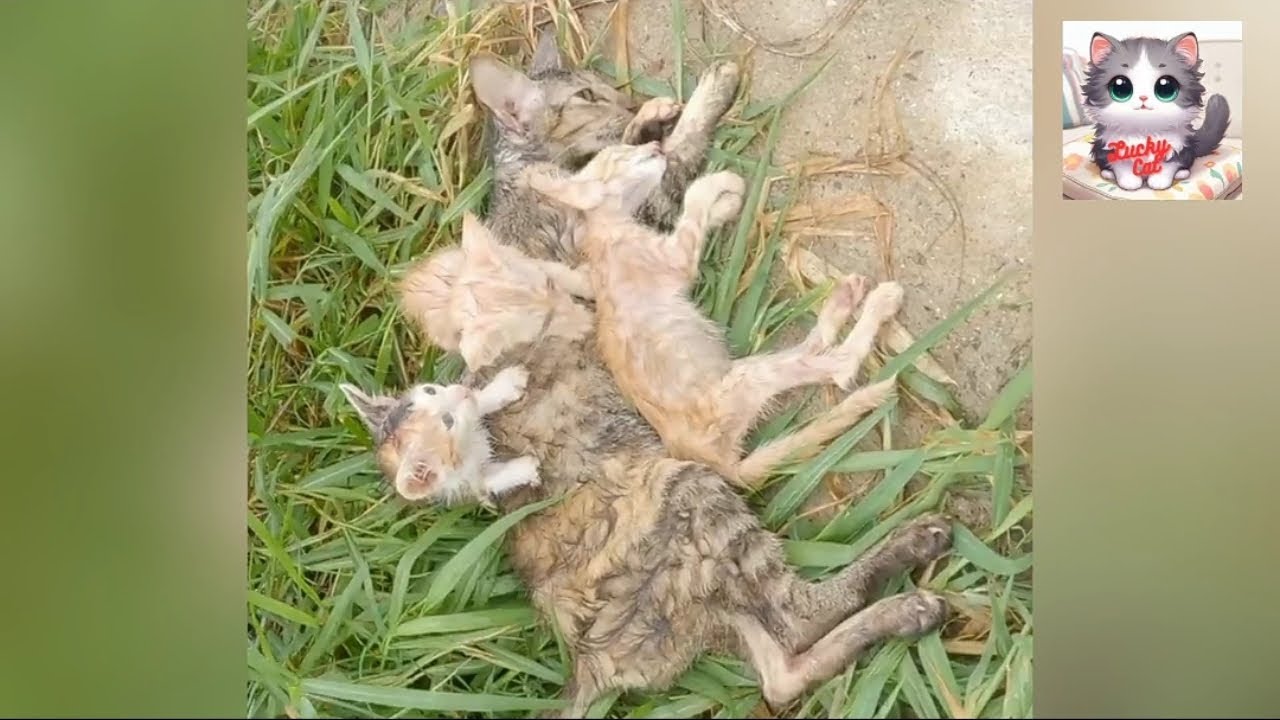 A Single Act of Kindness Transforms the Lives of a Starving Cat Family.